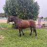 Poney Connemara 