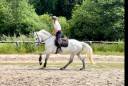 Belle jument CSO