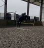 Top jeune cheval 