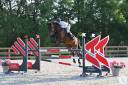 Hongre pour amateur élite 