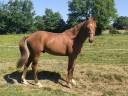 A vendre cheval de sport 2 ans 