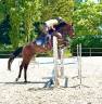 Hongre 4 ans CSO