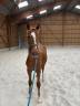 Poulain SF mâle 1 an Sport CSO/ CCE
