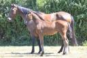 Poulain 2025 SF par Untouchable 27