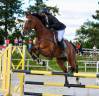 Hongre Selle Français 15 ans CCE-CSO