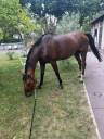 Jument 12 ans - loisir/dressage