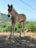 Prestige Winz, poulain Haflinger