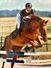Hongre SF 8 ans Houblon de Bourbon ( Away Semilly)