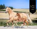 Pouliche kwpn Vitalis x Furstentern x Baron