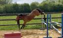 Jolie ponette PFS de 2 ans AV