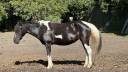 À vendre – Ponette idéale loisirs / famille