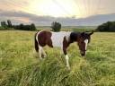 Poulain pie sport URGENT