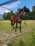 Vends jument Pur Sang 8 ans