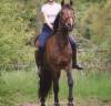 Petit cheval 