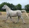 Jument gestante d'un PFS noir silver 