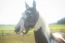 A vendre jeune cheval pie homozygote 4 ans