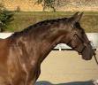 QUINTANA FAIVRE PSL 5ans