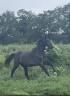 3 ans mâle CCE