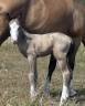 POULAIN AQHA BUCKSKIN YEUX BLEUS