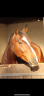 Cheval à vendre QUINOTO BOIS MARGOT X LE TOT DE SEMILLY