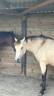 poney à confier