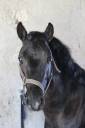 poney  de compagnie ou loisir