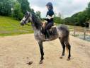 Cheval PRE 