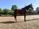 Ponette onc 