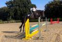 Super cheval de 5 ans par dominator 2000