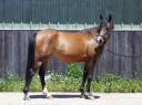 Ponette DSA de sport, 6 ans, 148 cm – Direct éleveur