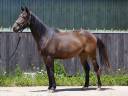 Lapero - AA - 4ans - Débourré