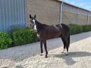Jument BWP de 5 ans 