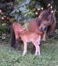 Ponette et son poulain