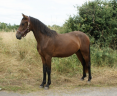 Jeune cheval prometteur - 2 ans