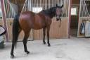 Céde jument trotteuse de 18 ans