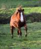 Quarter Horse entier 2023