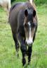 Quarter horse hongre 2023