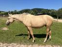 Pouliche palomino 