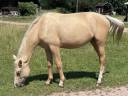 Pouliche palomino 