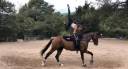 Superbe Hongre SF 13 ans 175cm 