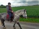 Cheval pour toute activité 