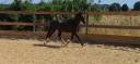 Poney welsh cob pp 6 ans
