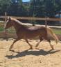 Poney welsh pp 5 ans