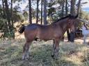 Poulain NF Rouan