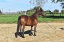 Poney D - Fugue du Bruyeras - 10 ans