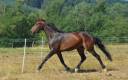 Jument Oldenbourg 4 ans