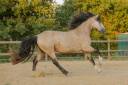 Pouliche 4 ans Isabelle Irish X Ibérique
