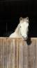 Ponette welsh B
