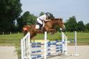 Hongre de 7ans gros potentiel 