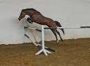 Poneys d sport 4 ans
